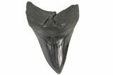 Robust, Fossil Megalodon Tooth - South Carolina #86056-1